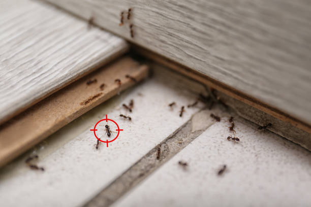 Best Pest Control Near Me in East Brooklyn, CT