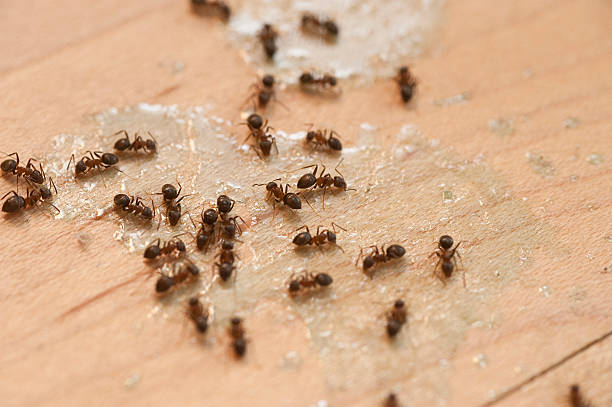 Pest Prevention Services in East Brooklyn, CT